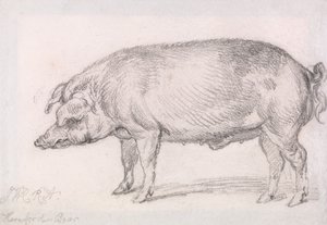 Sanglier de Hereford